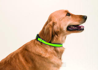 Reflective Pet Collar Muttley 3. picture